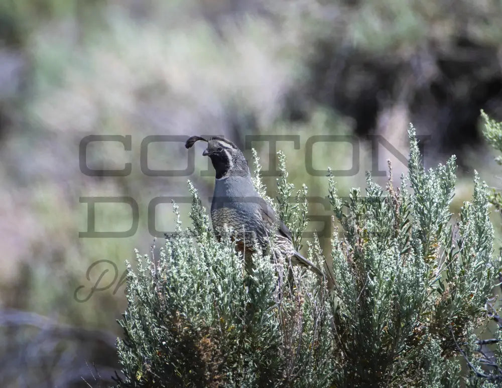 California Quail - Digital