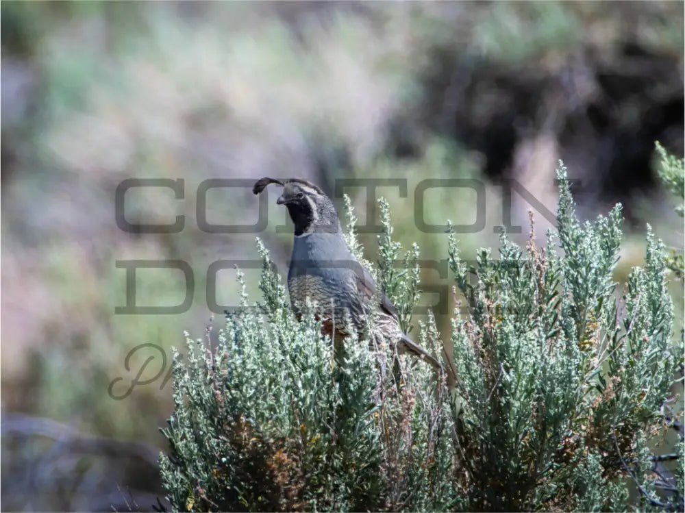 Main image California Quail
