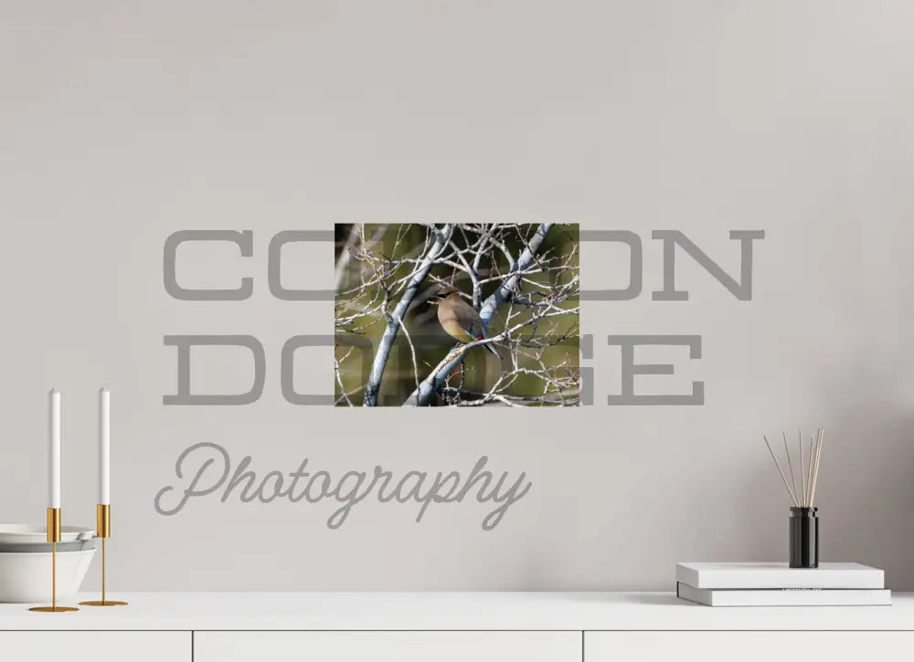12 x 9″, Photo Print On Fuji Crystal DP II Cedar Waxwing