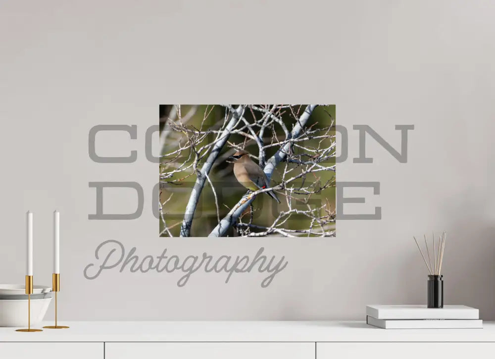 16 x 12″, Photo Print On Fuji Crystal DP II Cedar Waxwing