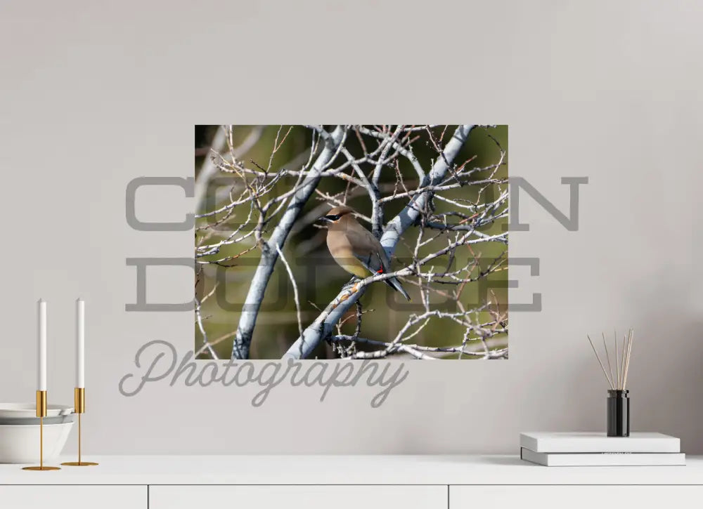 20 x 15″, Photo Print On Fuji Crystal DP II Cedar Waxwing