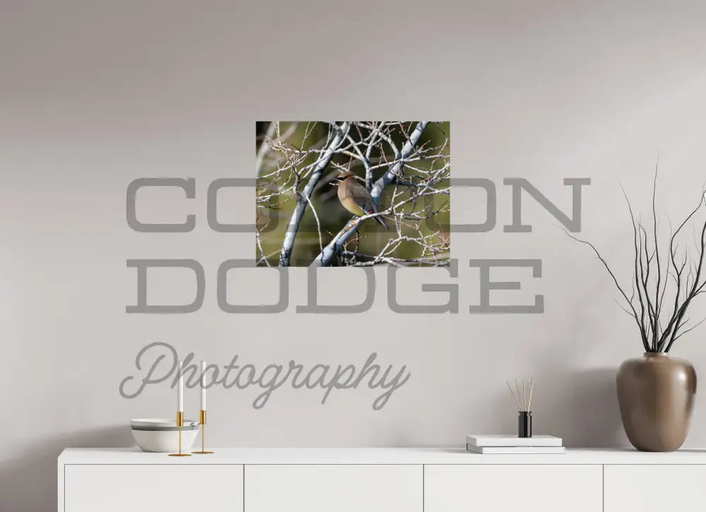 24 x 18″, Photo Print On Fuji Crystal DP II Cedar Waxwing