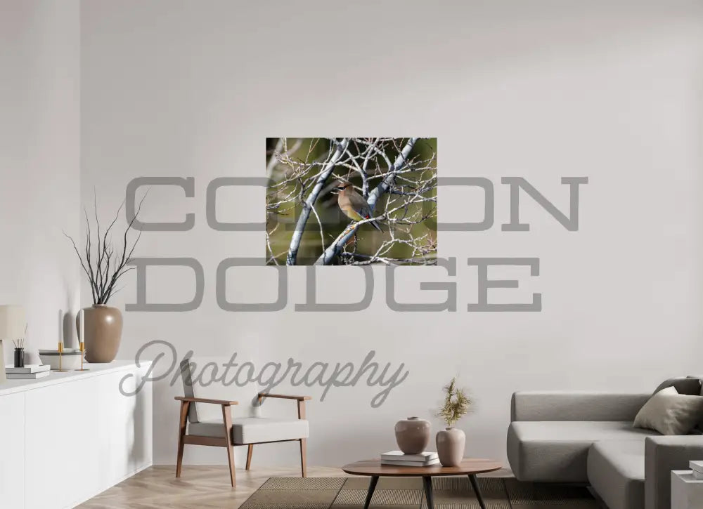 40 x 30″, Photo Print On Fuji Crystal DP II Cedar Waxwing