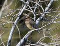 Cedar Waxwing - Digital