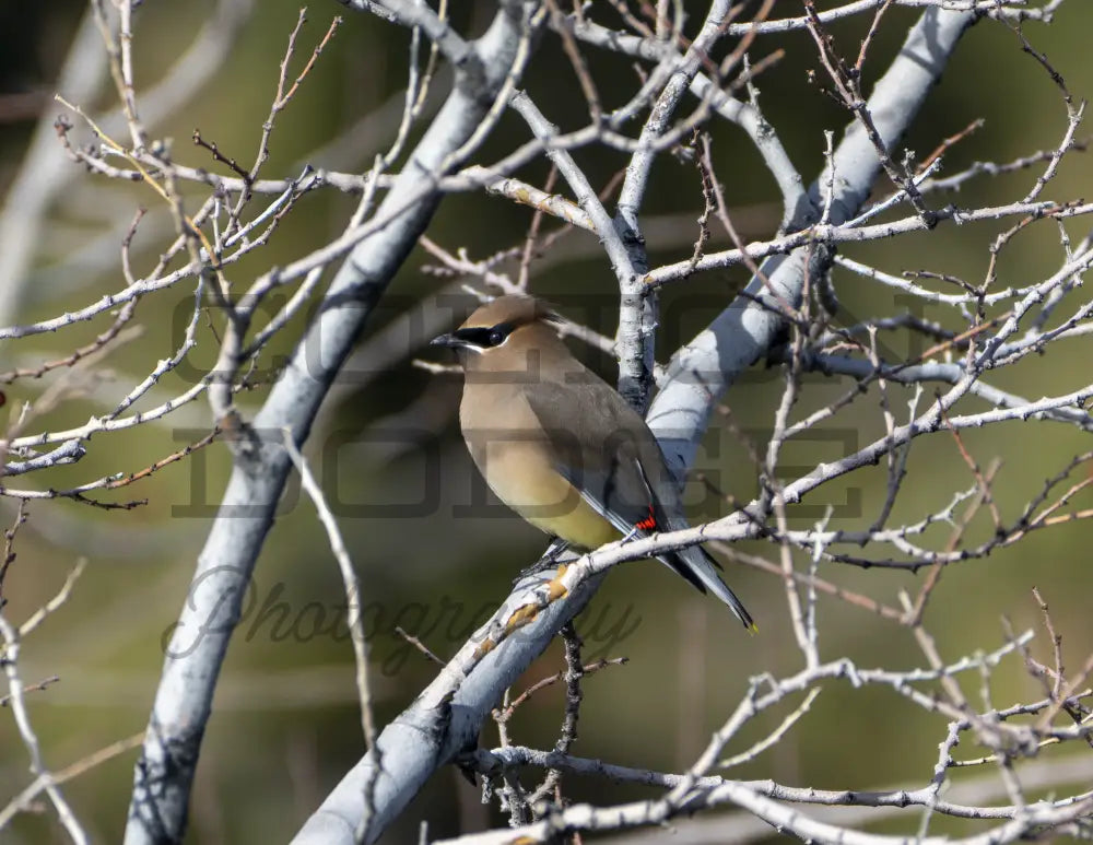 Cedar Waxwing - Digital