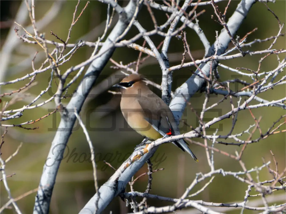Main image Cedar Waxwing