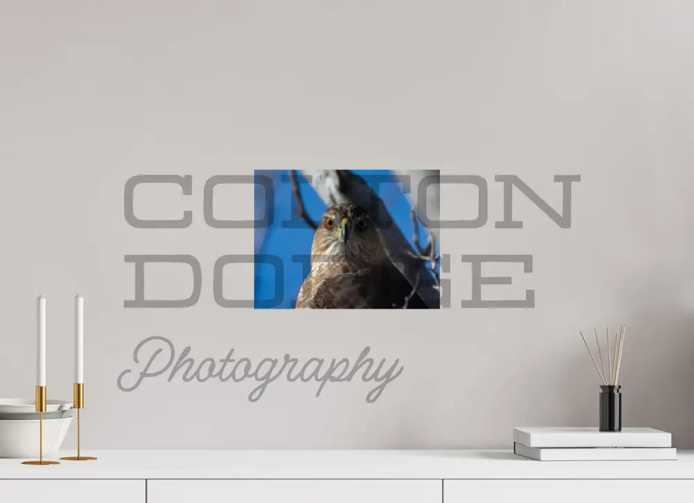 12 x 9″, Photo Print On Fuji Crystal DP II Cooper's Hawk 1