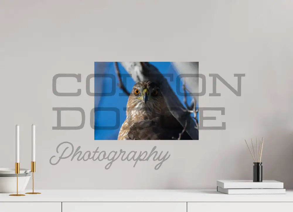 16 x 12″, Photo Print On Fuji Crystal DP II Cooper's Hawk 1