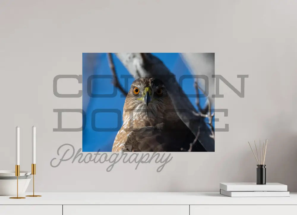 20 x 15″, Photo Print On Fuji Crystal DP II Cooper's Hawk 1