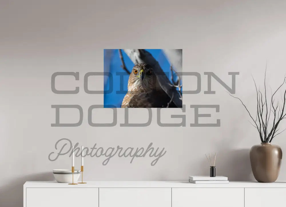 24 x 18″, Photo Print On Fuji Crystal DP II Cooper's Hawk 1