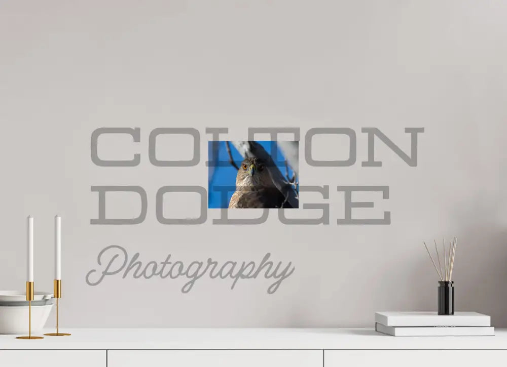 8 x 6″, Photo Print On Fuji Crystal DP II Cooper's Hawk 1