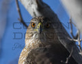 Cooper’s Hawk 1 - Digital