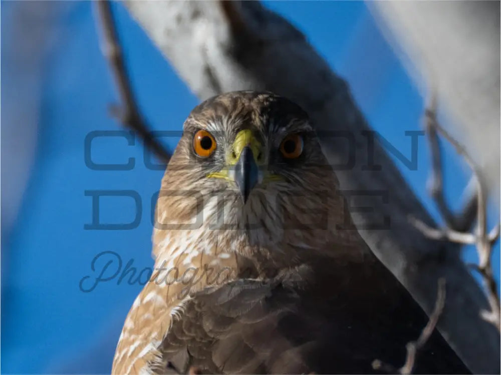Main image Cooper's Hawk 1