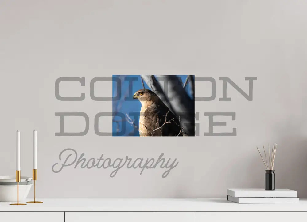 12 x 9″, Photo Print On Fuji Crystal DP II Cooper's Hawk 2