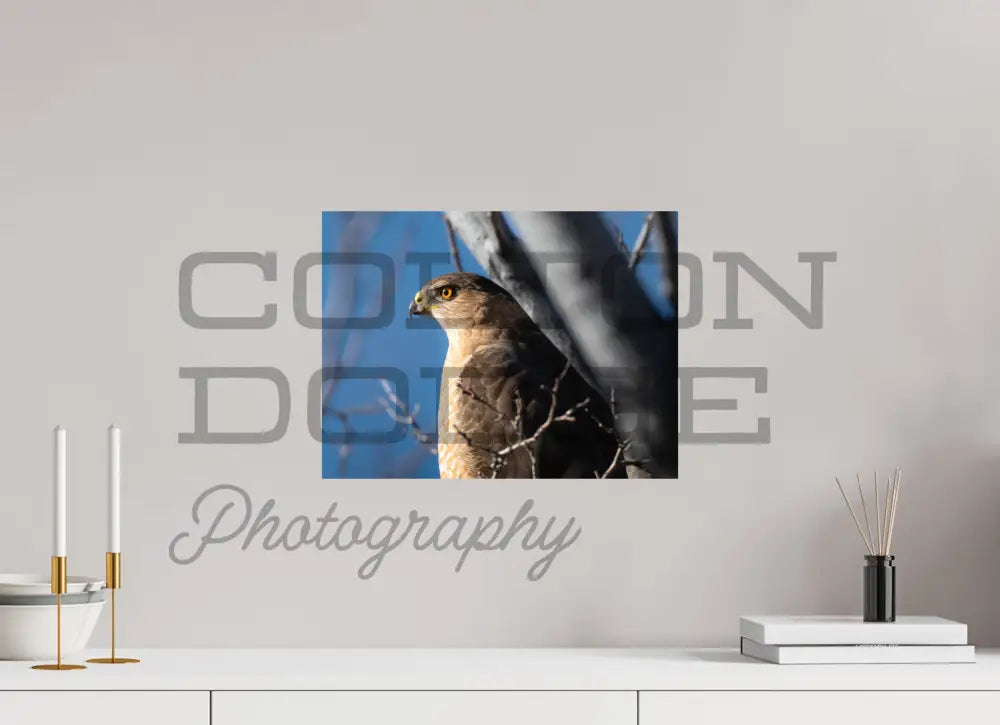16 x 12″, Photo Print On Fuji Crystal DP II Cooper's Hawk 2