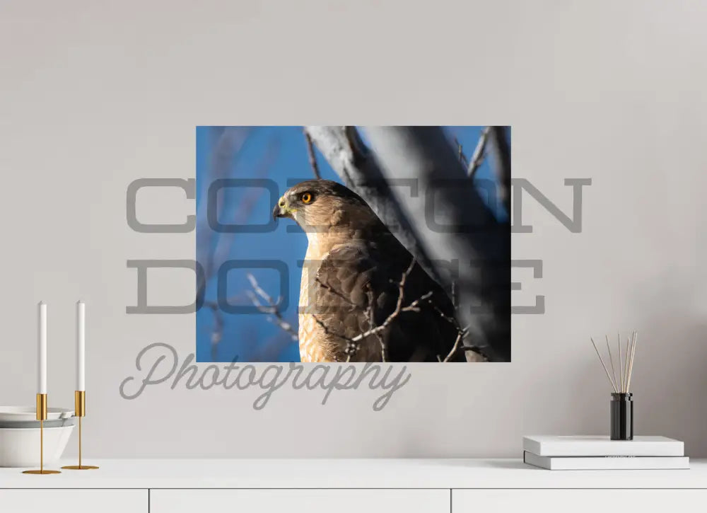 20 x 15″, Photo Print On Fuji Crystal DP II Cooper's Hawk 2