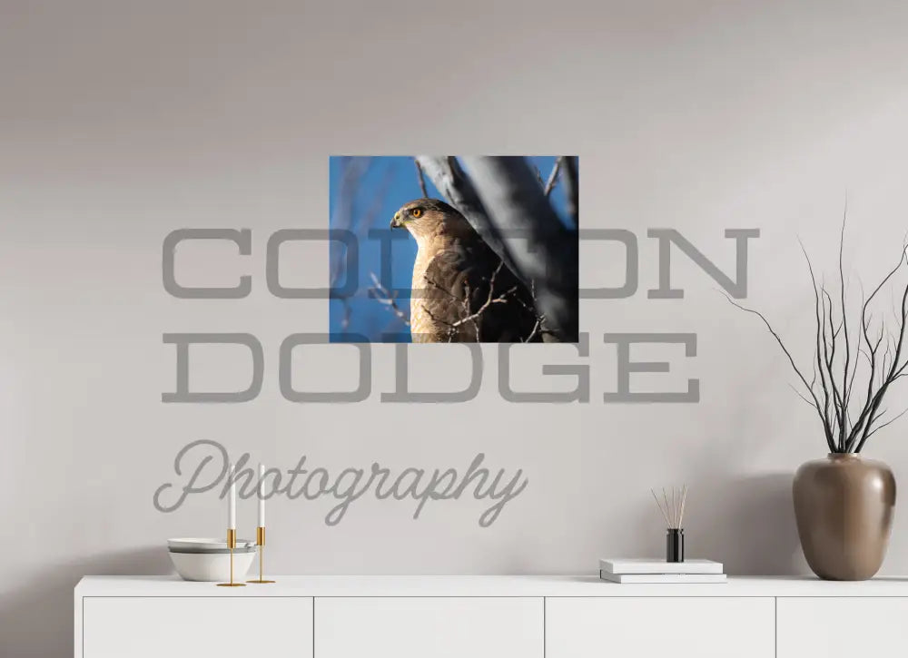 24 x 18″, Photo Print On Fuji Crystal DP II Cooper's Hawk 2
