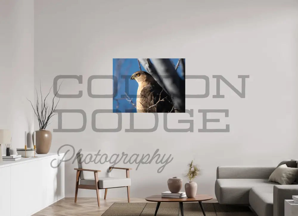40 x 30″, Photo Print On Fuji Crystal DP II Cooper's Hawk 2