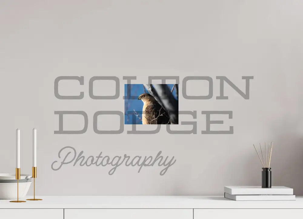 8 x 6″, Photo Print On Fuji Crystal DP II Cooper's Hawk 2