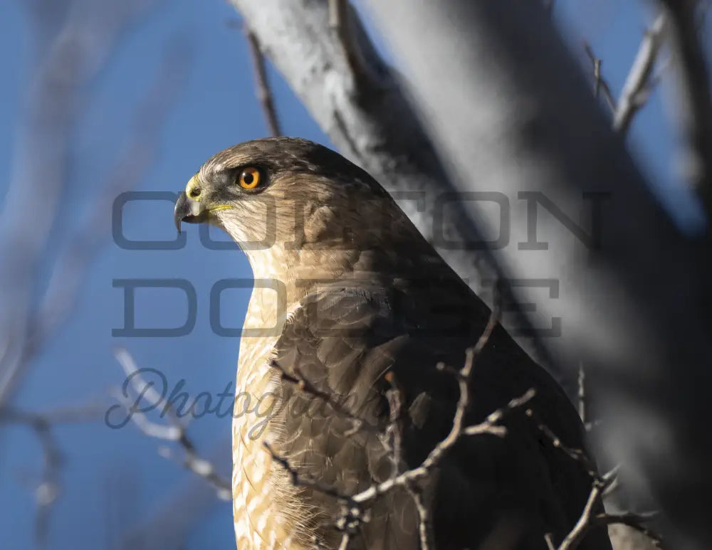 Cooper’s Hawk 2 - Digital