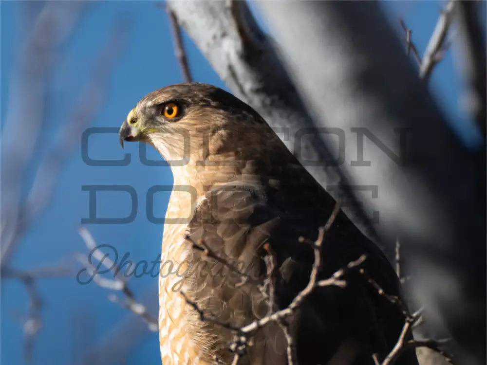 Main image Cooper's Hawk 2