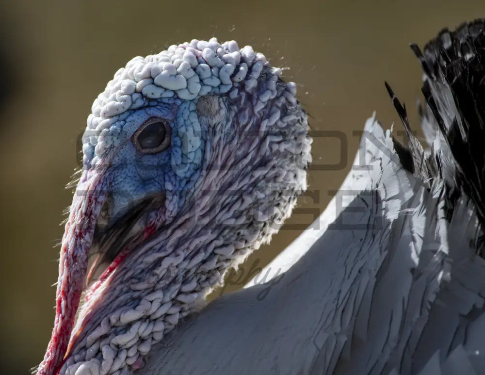 Crollwitzer Turkey - Digital