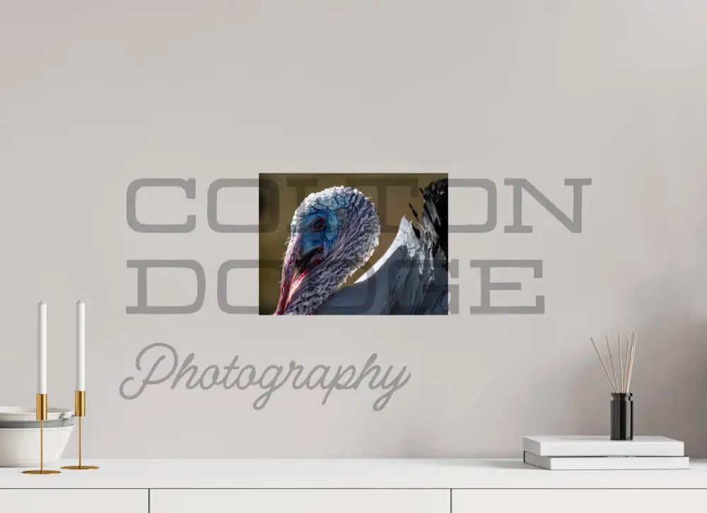 12 x 9″, Photo Print On Fuji Crystal DP II Crollwitzer Turkey "Henry"