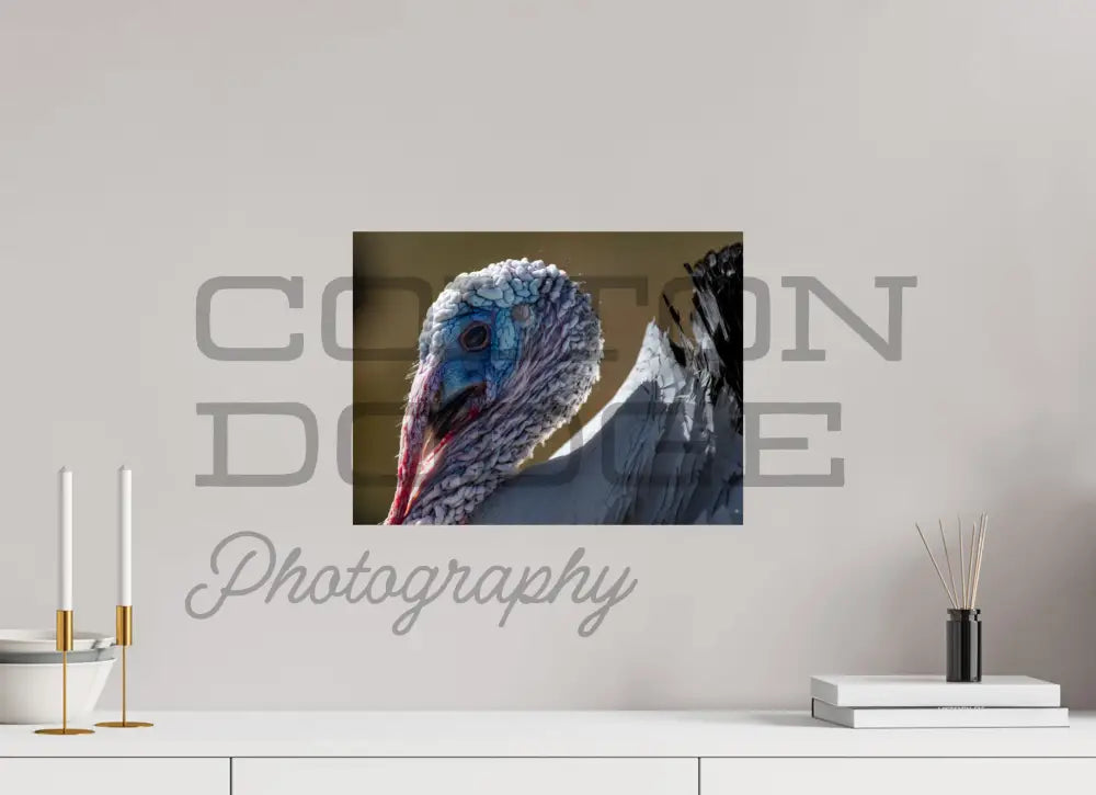 16 x 12″, Photo Print On Fuji Crystal DP II Crollwitzer Turkey "Henry"