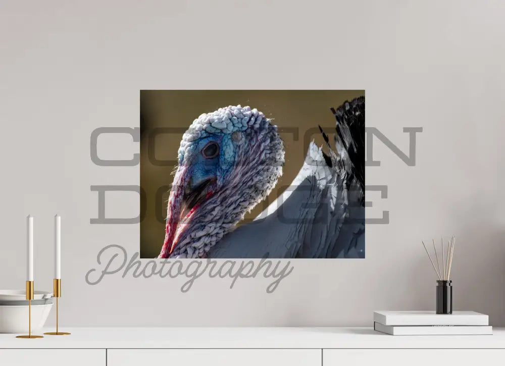 20 x 15″, Photo Print On Fuji Crystal DP II Crollwitzer Turkey "Henry"