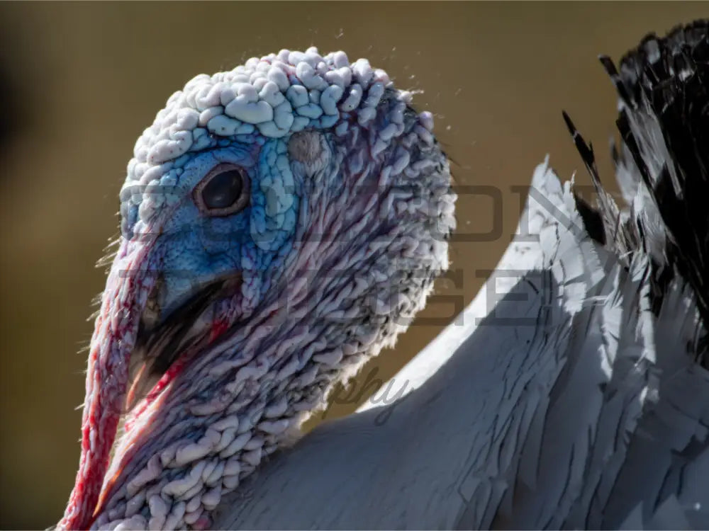 Main image Crollwitzer Turkey "Henry"