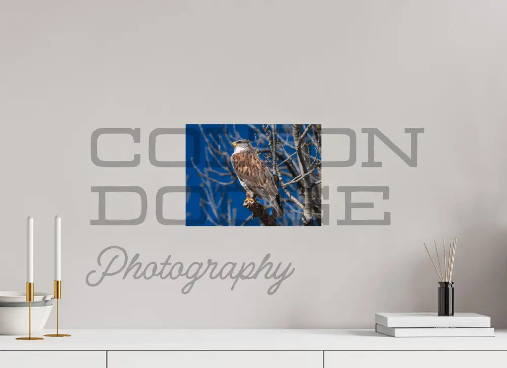 12 x 9″, Photo Print On Fuji Crystal DP II Ferruginous Hawk