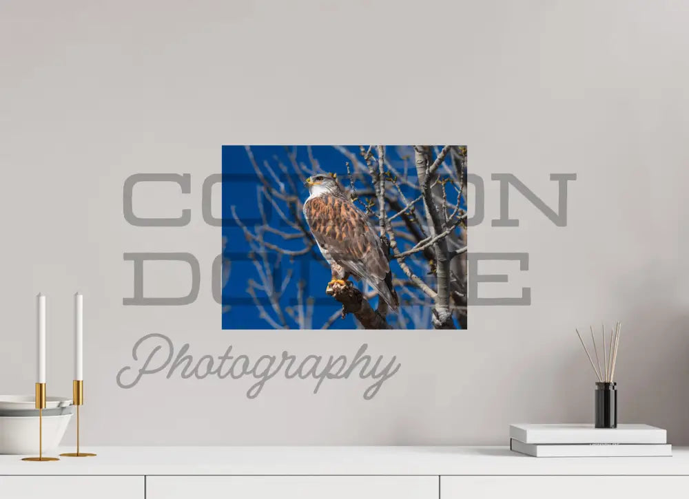 16 x 12″, Photo Print On Fuji Crystal DP II Ferruginous Hawk