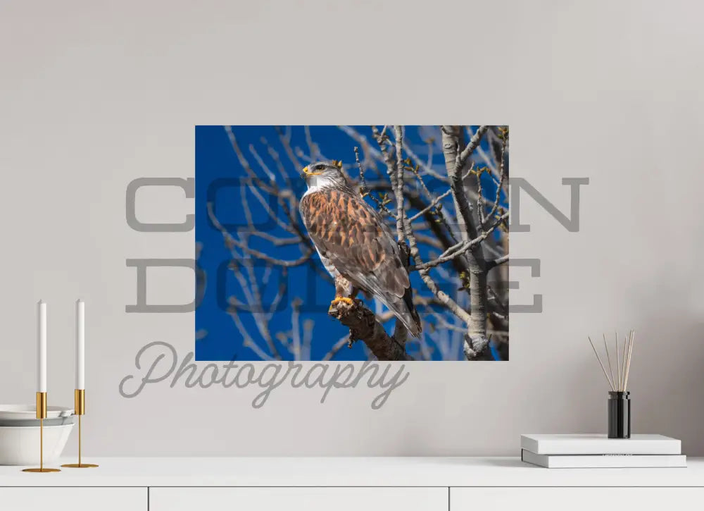 20 x 15″, Photo Print On Fuji Crystal DP II Ferruginous Hawk