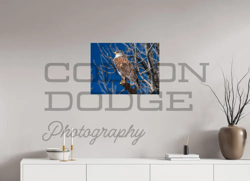 24 x 18″, Photo Print On Fuji Crystal DP II Ferruginous Hawk