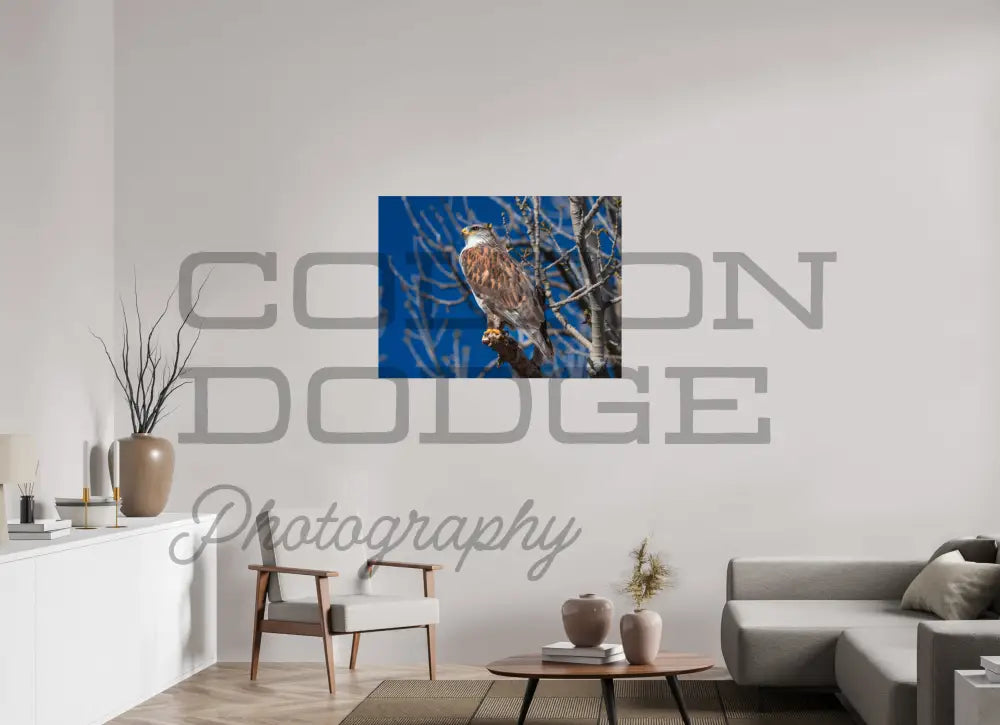 40 x 30″, Photo Print On Fuji Crystal DP II Ferruginous Hawk