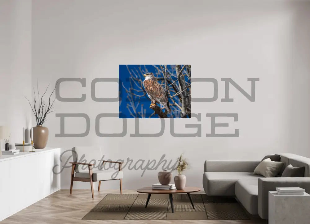 48 x 36″, Photo Print On Fuji Crystal DP II Ferruginous Hawk