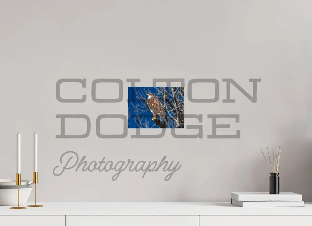 8 x 6″, Photo Print On Fuji Crystal DP II Ferruginous Hawk