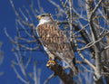 Ferruginous Hawk - Digital