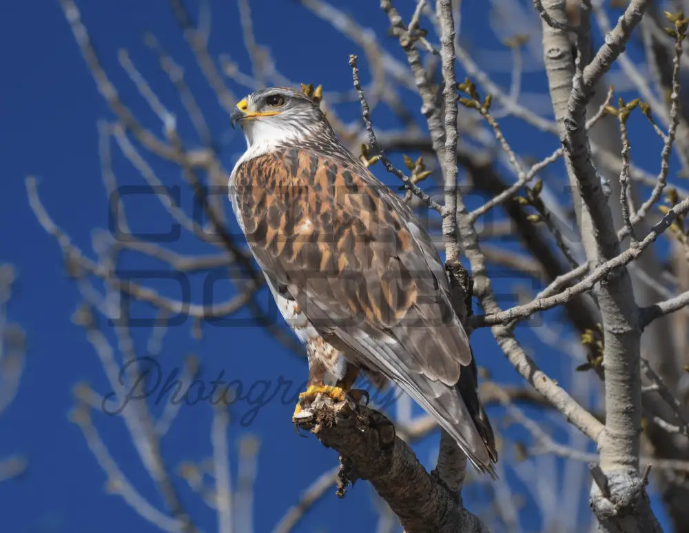 Ferruginous Hawk - Digital