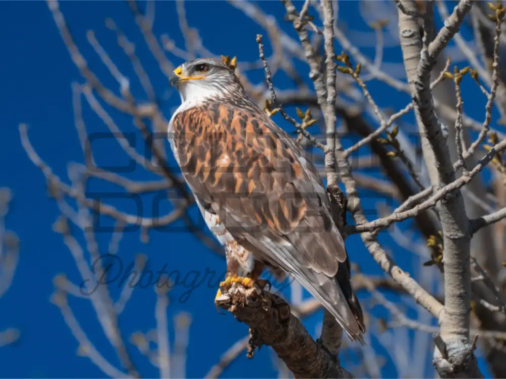Main image Ferruginous Hawk