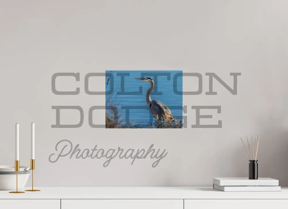 12 x 9″, Photo Print On Fuji Crystal DP II Great Blue Heron