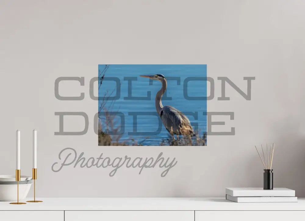 16 x 12″, Photo Print On Fuji Crystal DP II Great Blue Heron