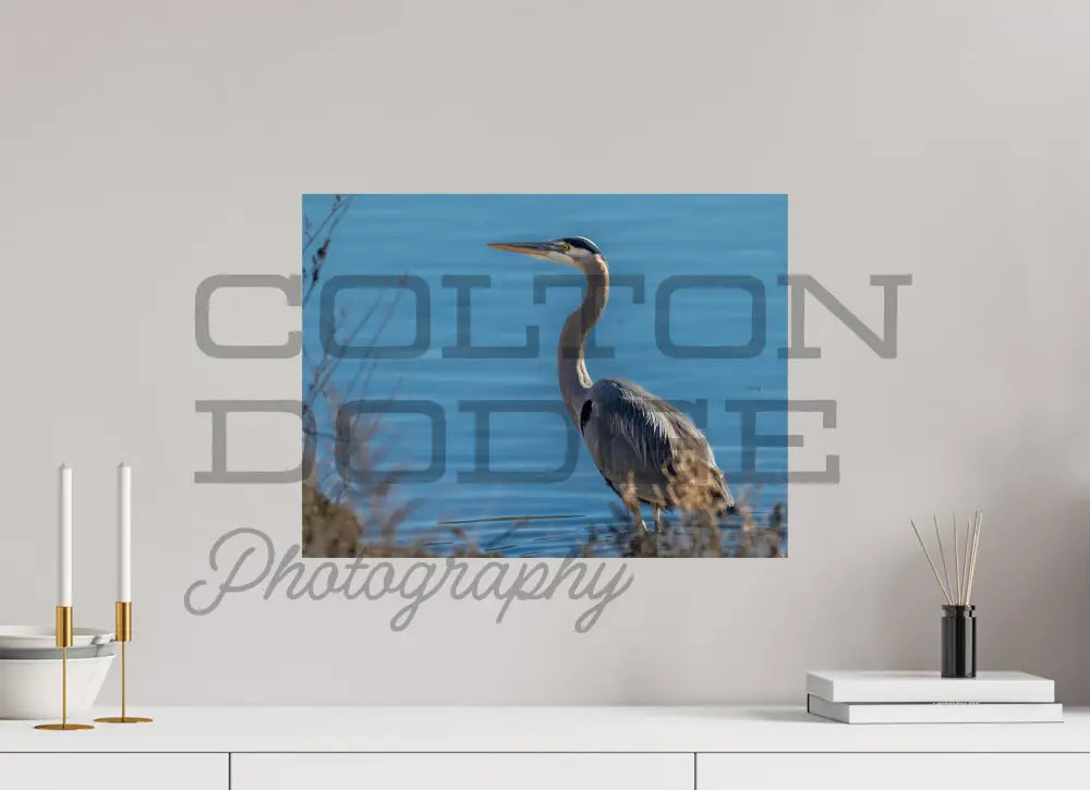 20 x 15″, Photo Print On Fuji Crystal DP II Great Blue Heron