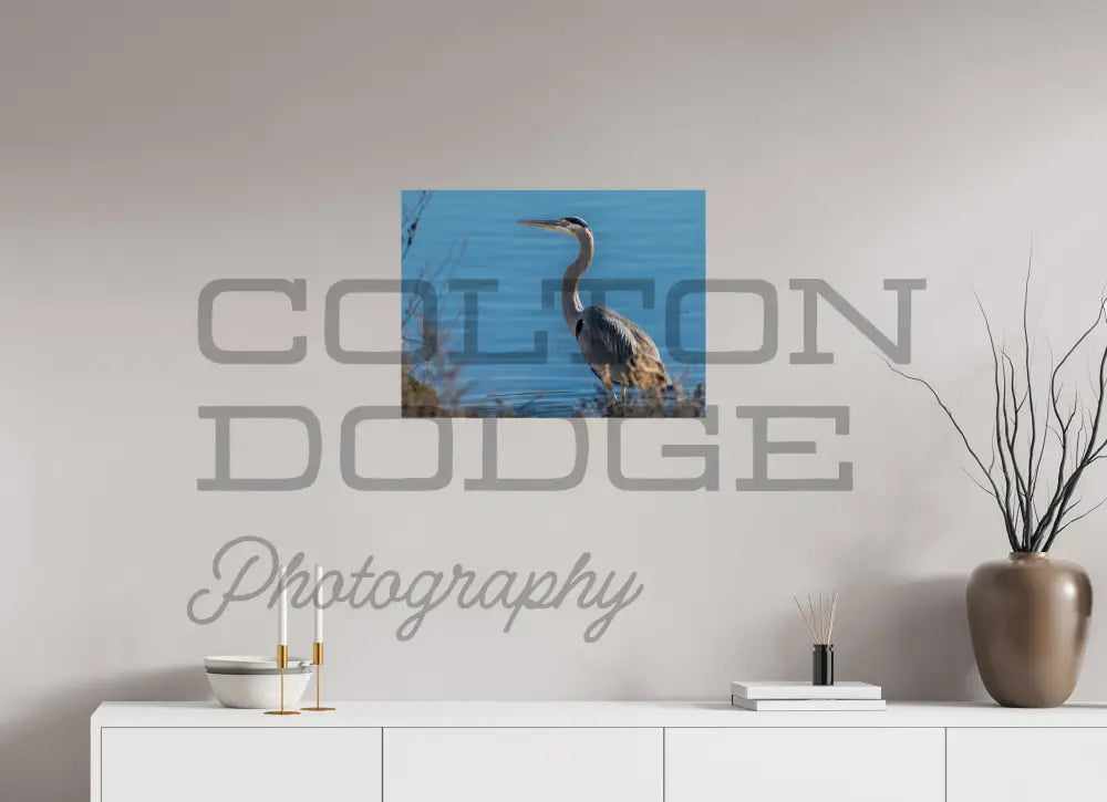 24 x 18″, Photo Print On Fuji Crystal DP II Great Blue Heron
