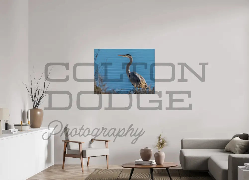 40 x 30″, Photo Print On Fuji Crystal DP II Great Blue Heron