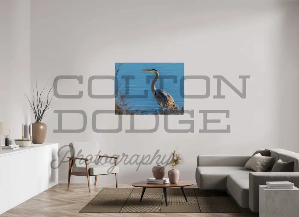 48 x 36″, Photo Print On Fuji Crystal DP II Great Blue Heron