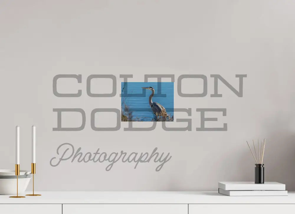 8 x 6″, Photo Print On Fuji Crystal DP II Great Blue Heron
