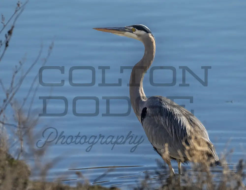 Great Blue Heron - Digital