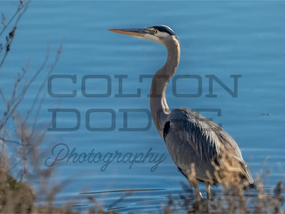Main image Great Blue Heron
