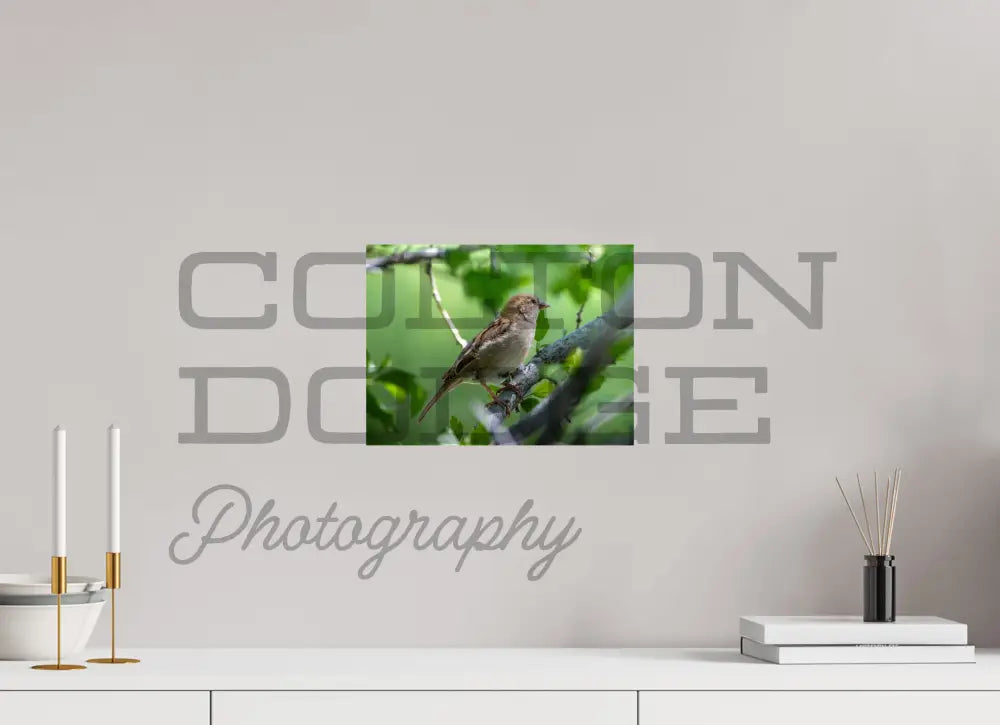 12 x 9″, Photo Print On Fuji Crystal DP II House Finch